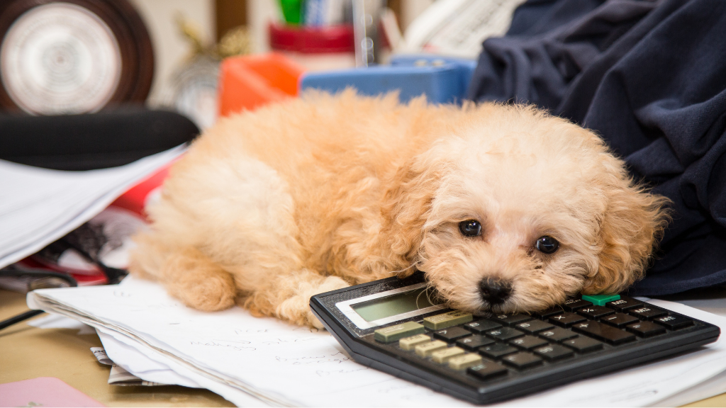 🐶 Petshop Açmak İsteyen Girişimciler İçin Vergi Rehberi